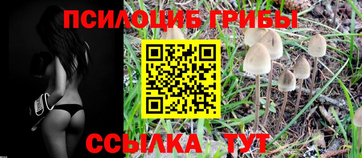 Галлюциногенные грибы Psilocybine cubensis Тутаев