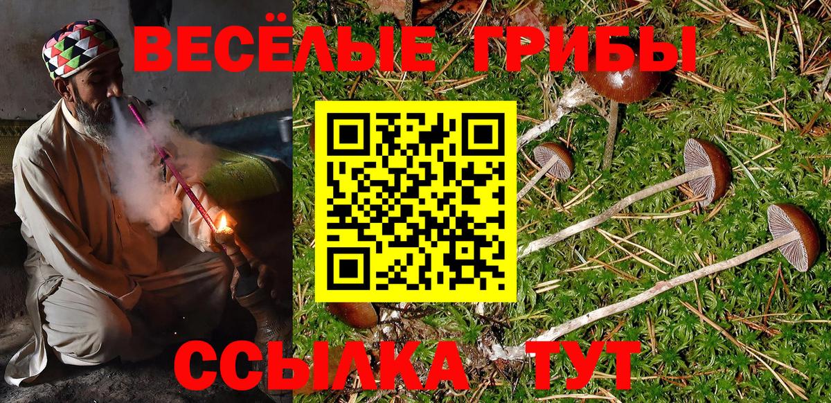 Галлюциногенные грибы Psilocybine cubensis  Тутаев 